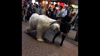 山手線 渋谷駅 スクランブル交差点に白熊を散歩させるロシア人 シロクマ 10月8日 [upl. by Nosreip]