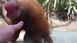 Bald Uakari Red Face Monkey [upl. by Sura317]