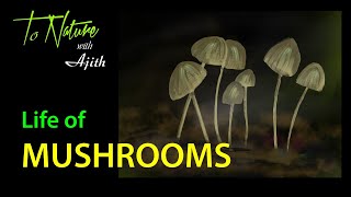 Life of Mushrooms [upl. by Annaoy]