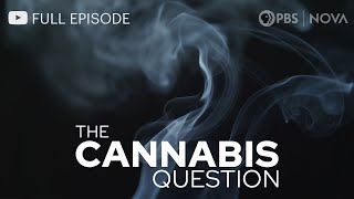 The Cannabis Question I Full Documentary I NOVA I PBS [upl. by Ariamat]