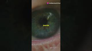 5 Amazing Facts About Eyes  facts shorts eyes [upl. by Jeannette136]