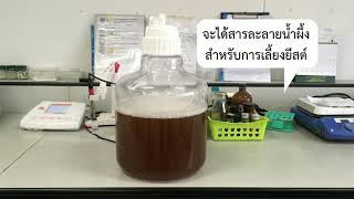 การเตรียมหัวเชื้อยีสต์สำหรับการหมักไวน์น้ำผึ้ง  Inoculum Preparation for Honey Wine Fermentation [upl. by Eibur93]