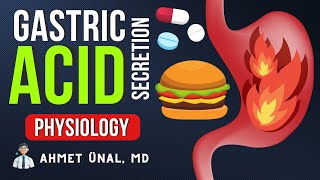 🍔 GASTRIC ACID SECRETION  PHYSIOLOGY amp MECHANISM amp ANIMATION  PPI  H2 RECEPTOR [upl. by Fielding613]