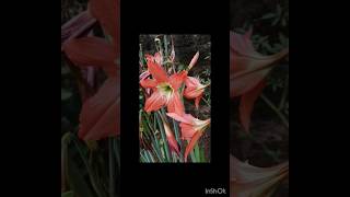 amaryllis lily hippeastrum amaryllislily homegarden trending plantsandpeace [upl. by Elda]