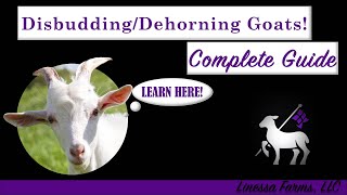 How to Disbud and Dehorn Goats Easy Complete and Comprehensive Guide [upl. by Ahsemik]