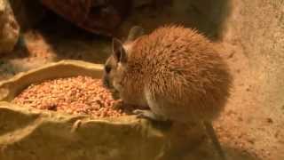 Golden Spiny Mouse Acomys russatus  GoldStachelmaus 25 [upl. by Aliuqat]