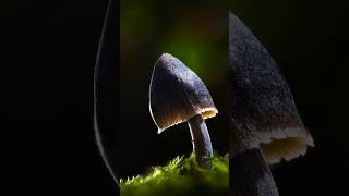 Macro Ideas Mushroom amp LED Lights 🍄✨ [upl. by Ennyletak746]