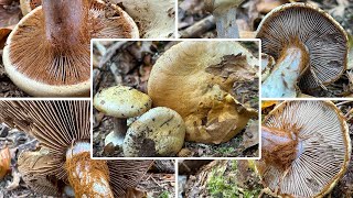 Buchenklumpfuß Verwechslung  Cortinarius anserinus Phlegmacium amoenolens Phlegmacium anserinum [upl. by Oleg]