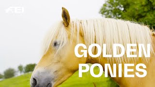 Haflinger the golden allround talents  RIDE presented by Longines [upl. by Aleekahs]