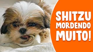 SHIH TZU MORDENDO MÉTODO INFALÍVEL PARA RESOLVER  PASSO A PASSO [upl. by Anaerdna]