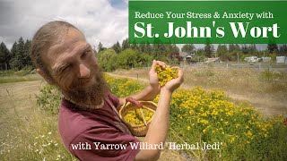 St Johns Wort Medicine for the People  w Herbalist Yarrow Willard  Harmonic Arts [upl. by Nomal290]