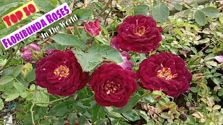 Top 50 Worlds Best Floribunda Roses Huge Blooming Roses Farming Ideas BestRoses Gardening [upl. by Otsenre632]