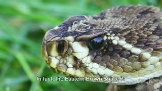 Top 10 Most Venomous Snakes in the World [upl. by Bennink]