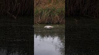 Dead cygnet in the Sankey canal sadly we found one of Cloud and Skyes cygnets dead [upl. by Nosyrb]