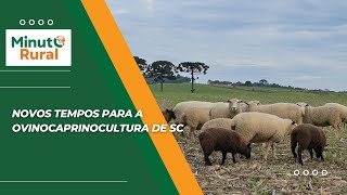 Novos tempos para a ovinocaprinocultura de SC [upl. by Rinna]