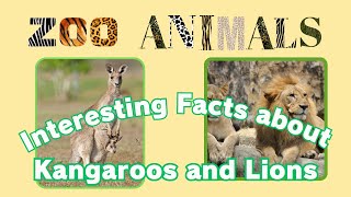 quotZoo Explorers Meet the Animalsquot Episode 1 Kangaroos and Lions [upl. by Arvie3]