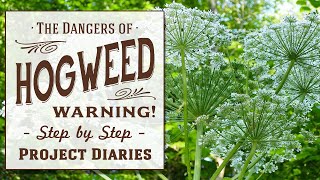 ★ How to Identify Hogweed Britains most dangerous plant Heracleum Mantegazzianum [upl. by Talich185]