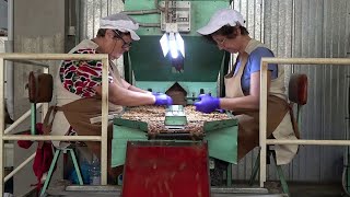 la mandorla di Avola documentario in una fabbrica di lavorazione ad Avola [upl. by Anitsirk]