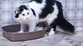 Why a Cat Stops Using Its Litter Box  Cat Care [upl. by Repooc]