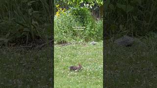 That Beatrix Potter life 🐰 cottagecore naturelovers rabbit [upl. by Zarger]