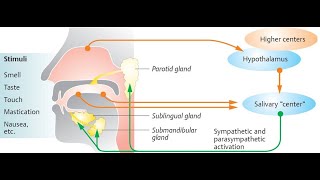 Physiology of saliva Salivary glands volume of saliva composition of saliva and functions [upl. by Cassidy641]