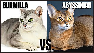 Burmilla Cat VS Abyssinian Cat [upl. by Proudlove]