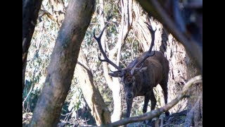 The Red Deer Roar [upl. by Eninaej]