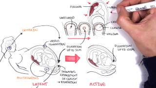 Obstetrics  Stages of Labour [upl. by Consolata802]