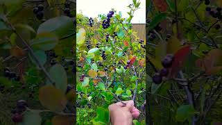 Soon ripe aronia berry chokeberries superfood plants mygarden shorts [upl. by Kayle904]