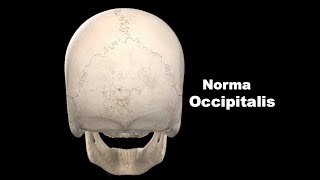 Norma occipitalis Anatomy mbbs bds education [upl. by Onid]