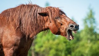 Grappige Paarden Filmpjes Beste Compilatie 2021 🐴 [upl. by Ecirtnom2]