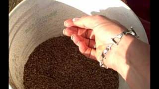 Feeding Your Horse Beet Pulp How and Why [upl. by Lotz]