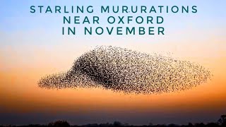 Starling Murmurations amp Roosting of 100000 Starlings With Original Audio [upl. by Omixam]