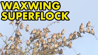 Waxwing Superflock [upl. by Latsirhc]