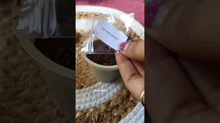 how to grow and care chrysanthemum seeds from meesho meesho flower seeds review gardening [upl. by Earl834]