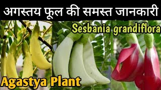 अगस्त्य फूल की समस्त जानकारीAll About Sesbania grandiflora Or Agastya PlantSatyas Green World [upl. by Etnasa]