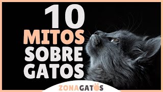 10 MITOS SOBRE GATOS ¡Descubre la verdad tras el mito [upl. by Yeclehc]