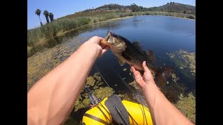 Summer Bass on TOPWATER FROG  Pond Fishing in my Dinghy [upl. by Aldis]