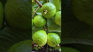 🌿How to grow guava tree great way to propagate guava tree by air layering using a carrot🥕guava [upl. by Jacquelin]