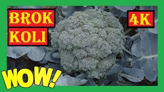 Brokkoli ernten Pflanzen stehen lassen 🥦 RIESIGE Brokkoliköpfe 🥦 Broccoli richtig ernten brokkoli [upl. by Dloreg94]