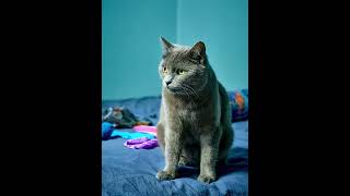 Kichen miowing to attracted cats yt funny trend catlover sorts viralshort views trending [upl. by Yoral322]