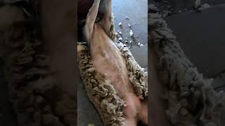 quotSheep Shearing Spectacle Taming a Mammoth Fleece sheep shorts shearing [upl. by Neiv]