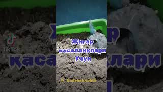 Jigar kasalligi uchun Umirbek tabib 998905673557 фарғона вилояти бешариқ тумани санат мактаб [upl. by Releehw776]