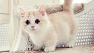 CUTE AND FUNNY MUNCHKIN CATS COMPILATION [upl. by Ojibbob481]