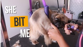 PEKINGESE OVERREACT CUTTING NAILS  RURAL DOG GROOMING [upl. by Refennej273]