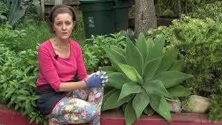 How Do I Grow Agave Attenuata [upl. by Rossie]