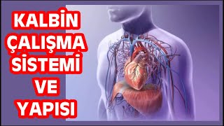 Kalbin çalışma sistemi ve yapısı Kalp nasıl çalışır ve hangi kapakçık ve odalara sahiptir [upl. by Maharba613]