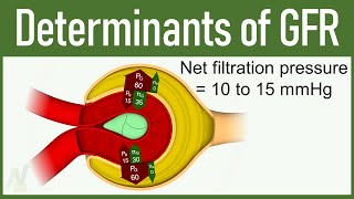 08 Determinants of GFR Glomerular Filtration Rate [upl. by Aibat50]