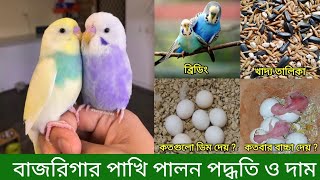 বাজরিগার পাখি পালন ও দাম  Budgerigar Bird Rearing In Bangla  Budgerigar Pakhi Palon Poddoti [upl. by Willem]