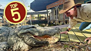 TOP 5 Alligators at Gatorland [upl. by Trilbee]